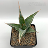Sansevieria pinguicula 'Walking Sansevieria'