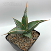 Sansevieria pinguicula 'Walking Sansevieria'