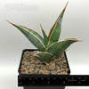 Sansevieria pinguicula 'Walking Sansevieria'