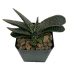 Gasteria fuji-no shirayuki variegated