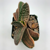 Gasteria fuji-no shirayuki variegated