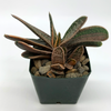Gasteria fuji-no shirayuki variegated