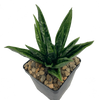 Sansevieria 'Hahnii Crested' for sale by East Austin Succulents