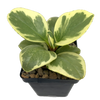 Peperomia obtusifolia variegata