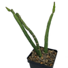 Selenicereus urbanianus monstrose