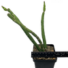 Selenicereus urbanianus monstrose
