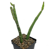 Selenicereus urbanianus monstrose