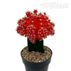 Moon Cactus - Red