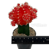 Moon Cactus - Red