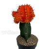 Moon Cactus - Orange