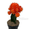 Moon Cactus - Orange