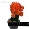 Moon Cactus - Orange