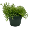 Rhipsalis cereuscula “Coral Cactus” [XL]