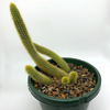 Cleistocactus winteri "Golden Rat Tail"