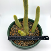 Cleistocactus winteri "Golden Rat Tail"