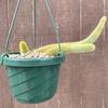 Cleistocactus winteri "Golden Rat Tail"