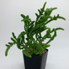 Crassula 'Imperialis'