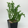 Crassula 'Imperialis'