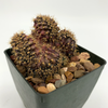 Gymnocalycium friedrichii cristata