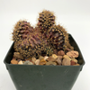 Gymnocalycium friedrichii cristata