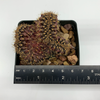 Gymnocalycium friedrichii cristata