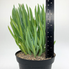 Senecio vitalis 'Chalksticks'