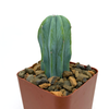Myrtillocactus geometrizans