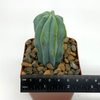 Myrtillocactus geometrizans