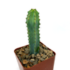 Myrtillocactus 'Elite'