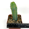 Myrtillocactus 'Elite'