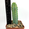 Myrtillocactus 'Elite'