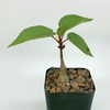 Ficus palmeri for sale at East Austin Succulents