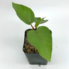 Ficus palmeri for sale at East Austin Succulents