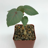 Ficus petiolaris for sale at East Austin Succulents