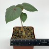 Ficus petiolaris [Small]
