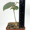 Ficus petiolaris for sale at East Austin Succulents
