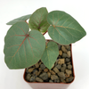 Ficus petiolaris for sale at East Austin Succulents