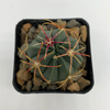 Ferocactus macrodiscus
