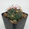 Ferocactus macrodiscus