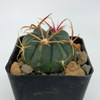 Ferocactus macrodiscus