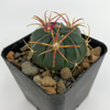 Ferocactus macrodiscus