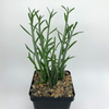 Senecio hebdingii