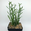 Senecio hebdingii