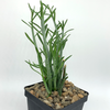 Senecio hebdingii