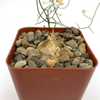 Schizobasis intricata