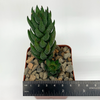 Haworthiopsis reinwardtii