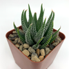 Haworthia concolor
