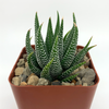 Haworthia concolor