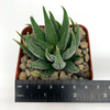 Haworthia concolor