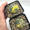 Astrophytum asterias variegata [Single Plant]